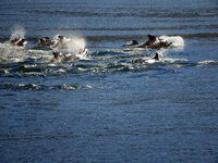DSCN4050.jpg